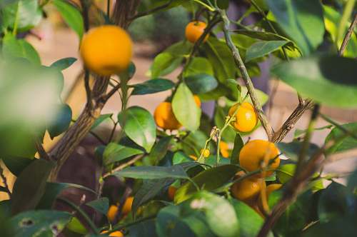 citrus fruit oranges on branches fruit